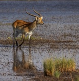 Lechwe Lechwe