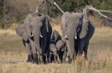 elephant--8 elephant--8