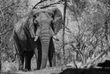 elephant-3370 elephant-3370