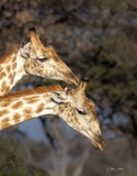 giraffe-1496 giraffe-1496