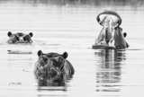 hippo-2 hippo-2