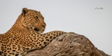 leopard--5 leopard--5