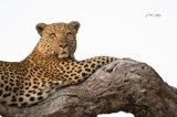 leopard-2580 leopard-2580