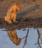 lion--5 lion--5